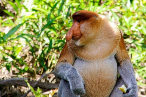 Nozač, ili kahau - majmun s nepristojnim nosom Nozač, ili kahau - majmun s nepristojnim nosom